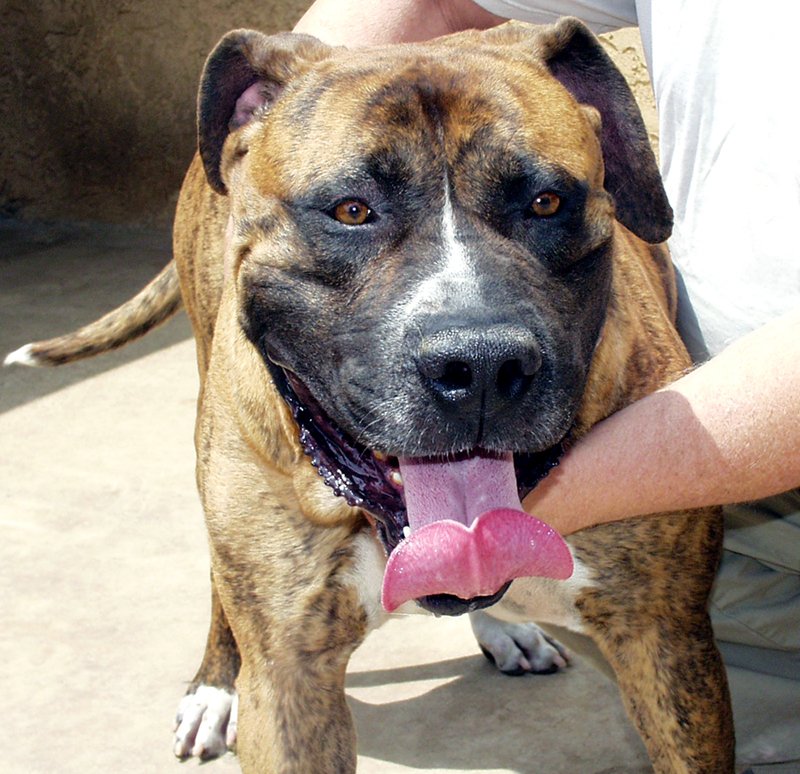 tosa boerboel mix